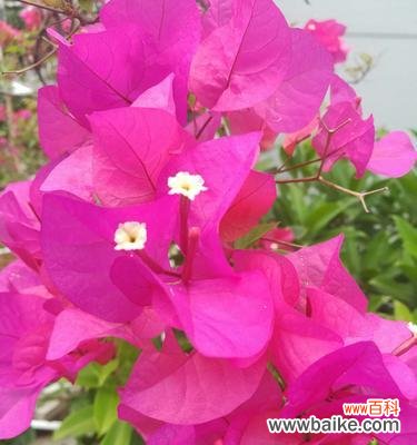 以红玫瑰为主题 热情之花