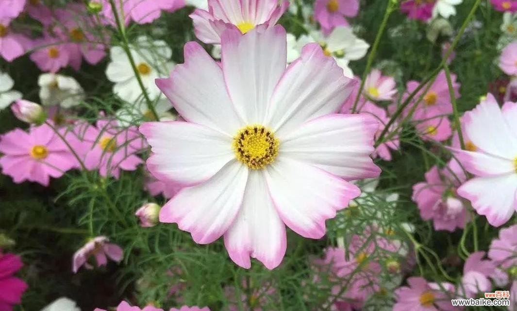 纯洁善良的象征——百合花传递的花语 善良之花