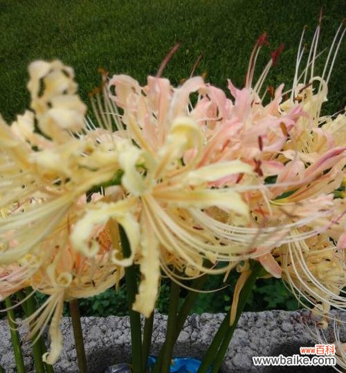 纯洁善良的象征——百合花传递的花语 善良之花