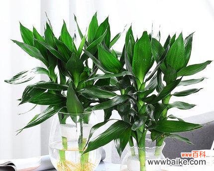 揭开观音竹的寓意 观音竹