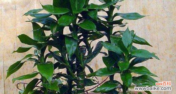 探索观音竹花的深层含义 观音竹花语的象征与寓意