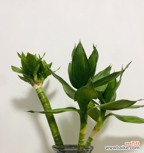 探索观音竹花的深层含义 观音竹花语的象征与寓意