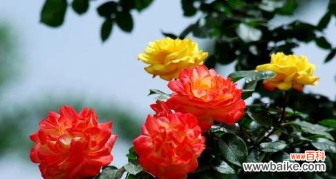 探寻广元市花的由来和意义 广元市的市花及其象征意义