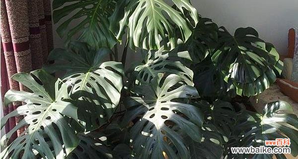 揭秘龟背竹的禁忌与摆放技巧 龟背竹的寓意与风水作用