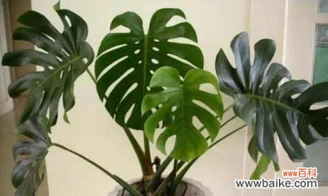 揭秘龟背竹的禁忌与摆放技巧 龟背竹的寓意与风水作用