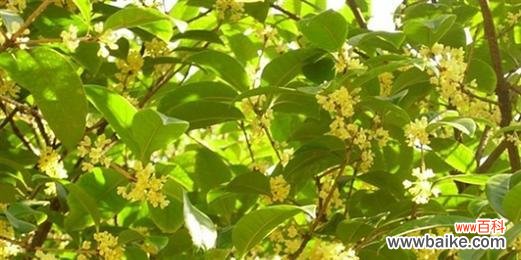 桂花代表的寓意及文化内涵解读 桂花的象征意义与寓意