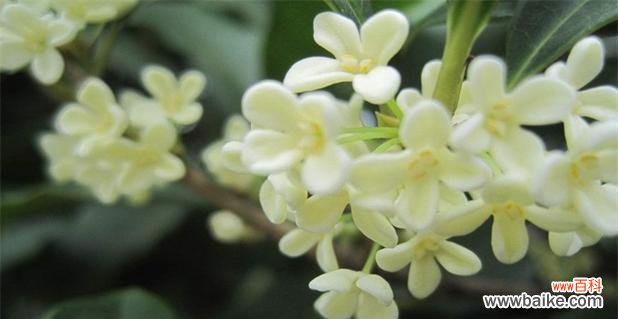 桂花代表的寓意及文化内涵解读 桂花的象征意义与寓意