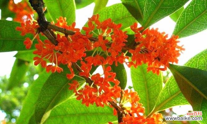 桂花的美丽与内涵 桂花的花语——馨香之语