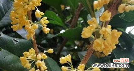 桂花的美丽与内涵 桂花的花语——馨香之语