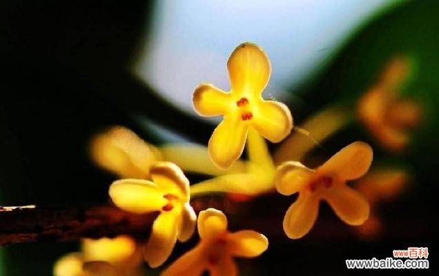 桂花芬芳吉祥 桂花的寓意与象征风水——传承千年的吉祥之花