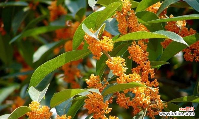 传承千年的吉祥象征 桂花树的寓意与象征风水