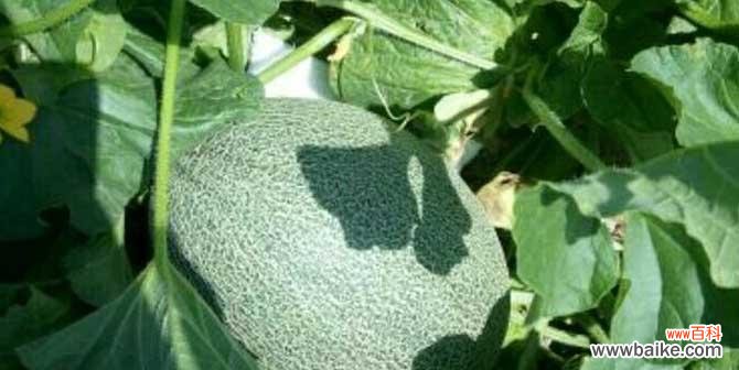 探寻哈密瓜的丰富内涵与滋味 哈密瓜的象征意义及其美食魅力