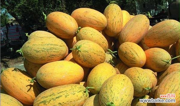 探寻哈密瓜的丰富内涵与滋味 哈密瓜的象征意义及其美食魅力