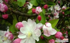 探索海棠花的深刻象征与美丽寓意 海棠花花语与代表意义