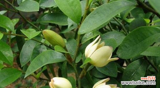 传达喜悦与幸福的含笑花 含笑花的风水寓意及摆放位置