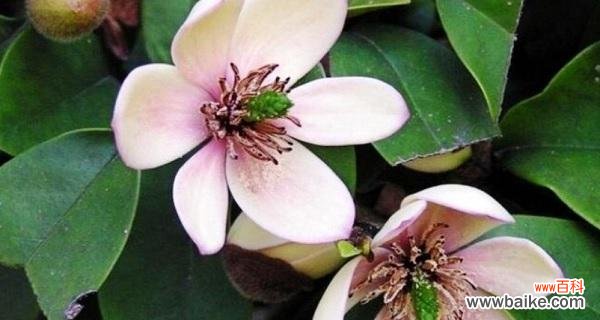 传达喜悦与幸福的含笑花 含笑花的风水寓意及摆放位置