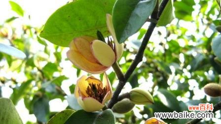 传达喜悦与幸福的含笑花 含笑花的风水寓意及摆放位置