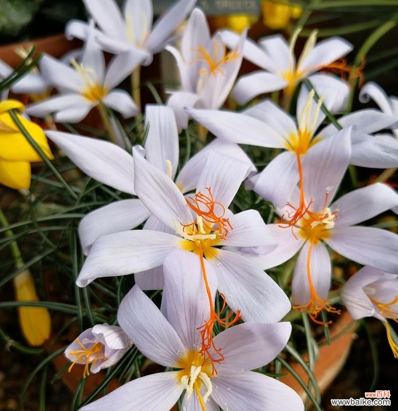 逝去的美丽 失去的花语——以百合花为主题的花语探析