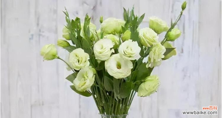 康乃馨 守护的爱——以康乃馨的花语为主题的文章