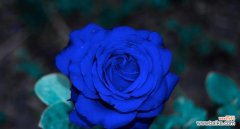 红玫瑰 守护之花