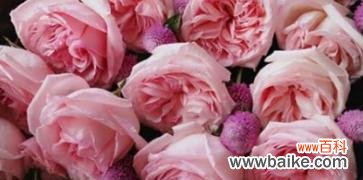 以什么花的花语代表守护一生 守护一生的花语