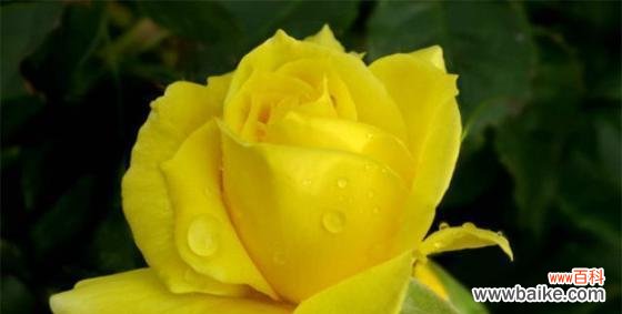 美丽而贪婪的勿忘我 贪婪之花