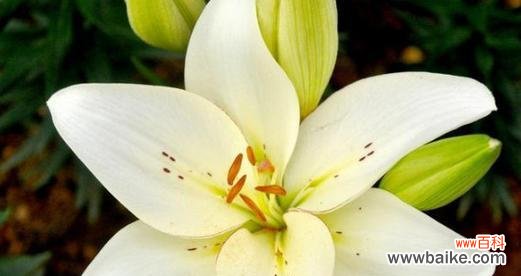 美丽而贪婪的勿忘我 贪婪之花