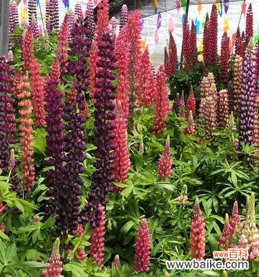 美丽而贪婪的勿忘我 贪婪之花