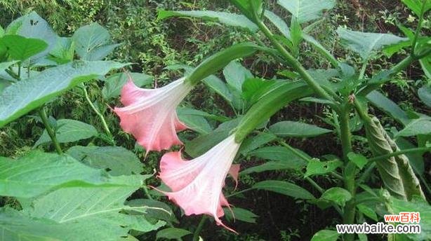 白色郁金香 《悼念与寄托——以白色郁金香花语为主题的文章》