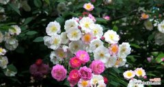 以百合花为主题的花语 花语中的思念和等待