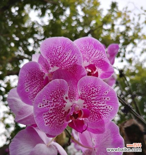 以玫瑰花的花语为主题的甜蜜情话 甜蜜花海，浪漫心事