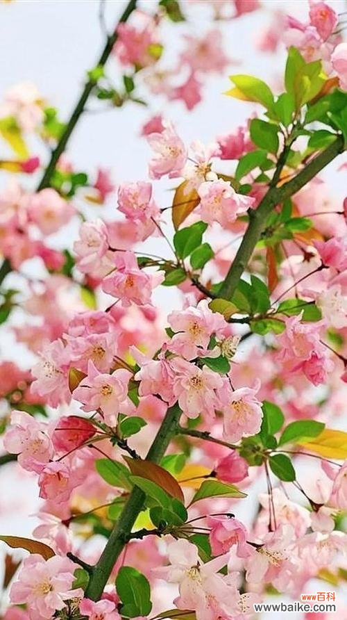 以玫瑰花的花语为主题的甜蜜情话 甜蜜花海，浪漫心事