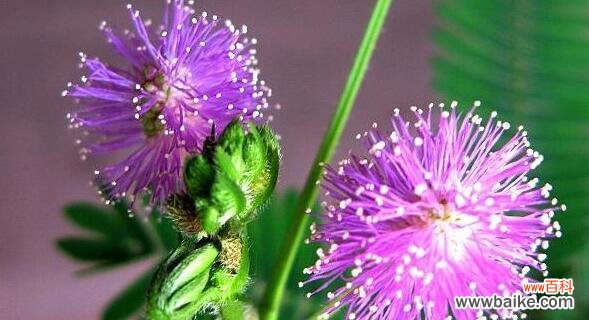 探寻含羞草花语的深层寓意 含羞草花语——害羞与勇敢并存的象征