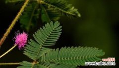 从自我保护到自我展示 含羞草开花的寓意与象征