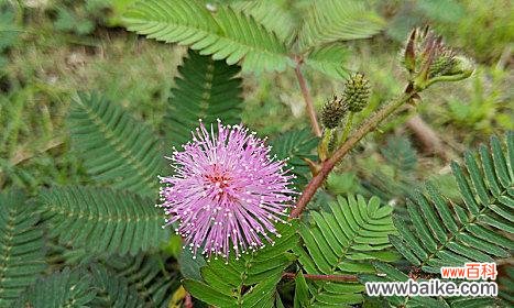 从自我保护到自我展示 含羞草开花的寓意与象征