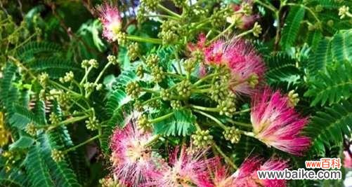 一朵美丽的合欢花蕴含着丰富的情感与思考 合欢花的寓意与象征意义