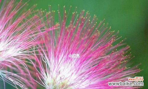 合欢花的花语和内涵 合欢花