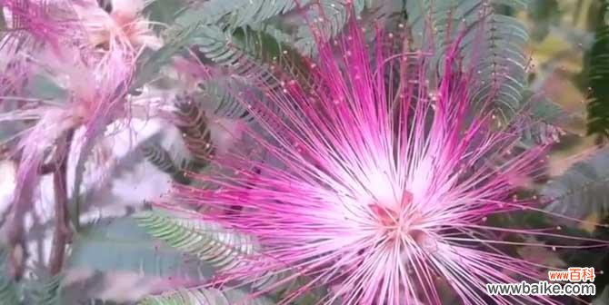 合欢花的花语和内涵 合欢花