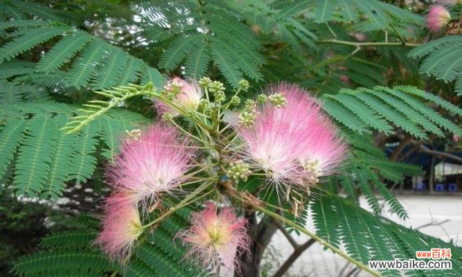 探秘合欢树风水与吉祥寓意 合欢树的风水作用与寓意