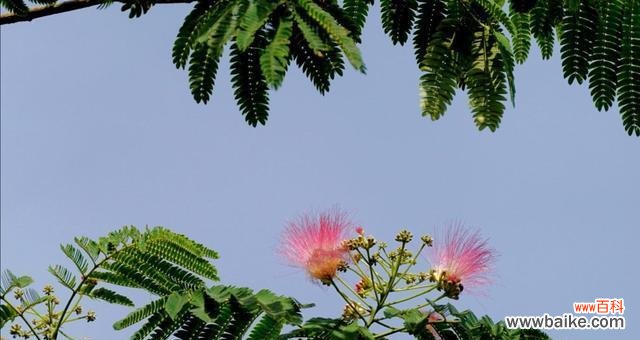 揭开合欢花风水的秘密与作用 合欢花风水之福庆佳和