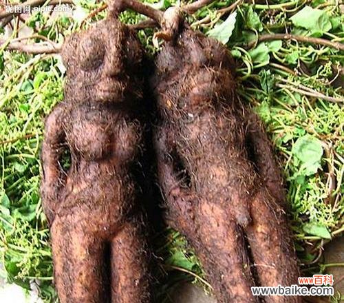 探讨何首乌在风水中的重要性和适宜的摆放方式 何首乌的风水寓意及摆放位置