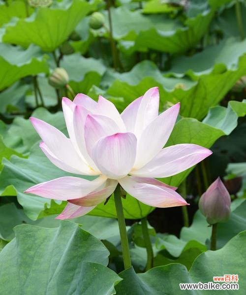 生肖中的乌龟和荷花 以荷花为象征的生肖