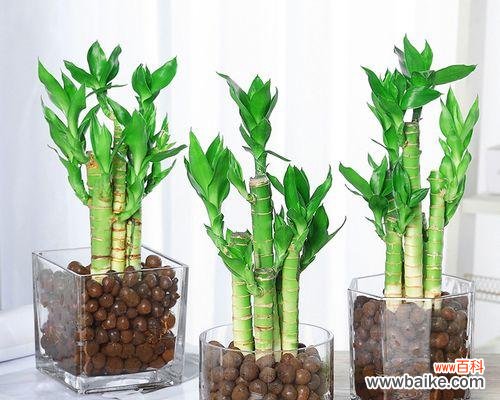 揭示荷花竹风水之谜 以荷花竹的寓意和象征风水