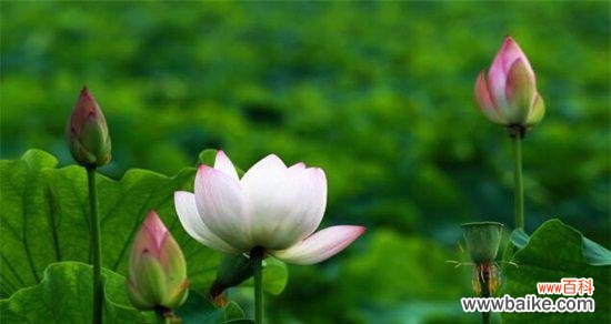 荷花的盛开时刻及其象征意义 荷花的开花季节与花语寓意