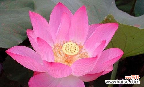 荷花的盛开时刻及其象征意义 荷花的开花季节与花语寓意