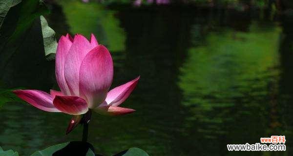 揭秘荷花的福运和吉祥之道 荷花的寓意与象征风水
