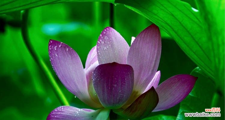 荷花的象征意义及文化内涵 荷花的花语与寓意