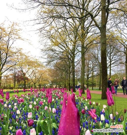 美丽的郁金香开启荷兰的花海之旅 荷兰的市花——郁金香的象征与寓意