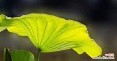 深入探究荷叶在各种文化中所代表的意义 荷叶的象征意义及其文化内涵