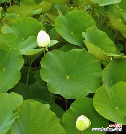 探寻荷叶的文化内涵与象征意义 荷叶的象征意义与寓意